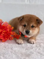 Mika, a female Shiba Inu for sale in Itasca, TX – 1 of 1