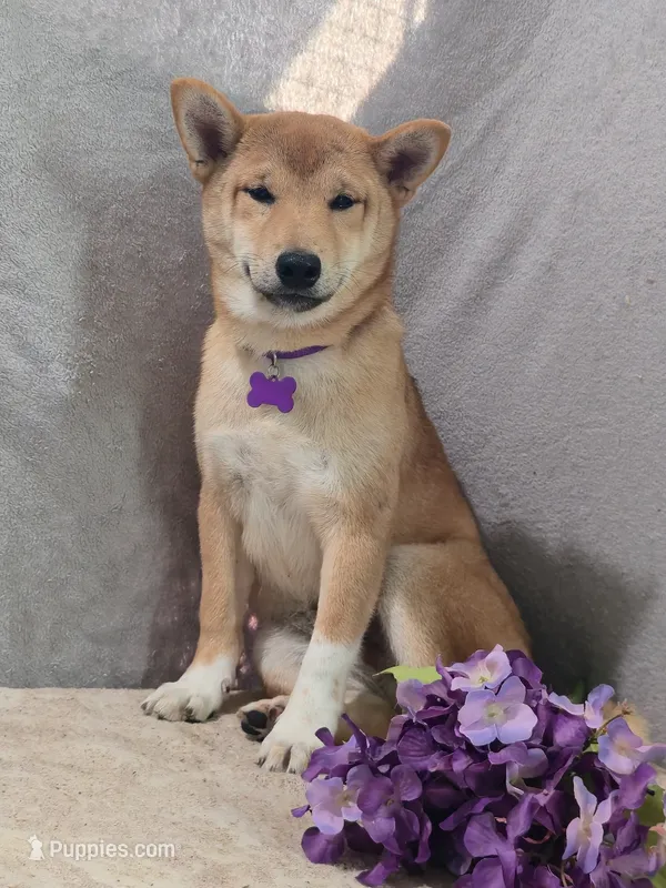 Hoshi – Shiba Inu puppy for sale in Itasca, TX