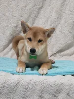 Oli, a male Shiba Inu for sale in Itasca, TX – 1 of 3