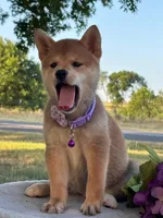 Nova, a female Shiba Inu for sale in Itasca, TX – 1 of 6