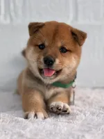 Maya, a female Shiba Inu for sale in Itasca, TX – 2 of 4