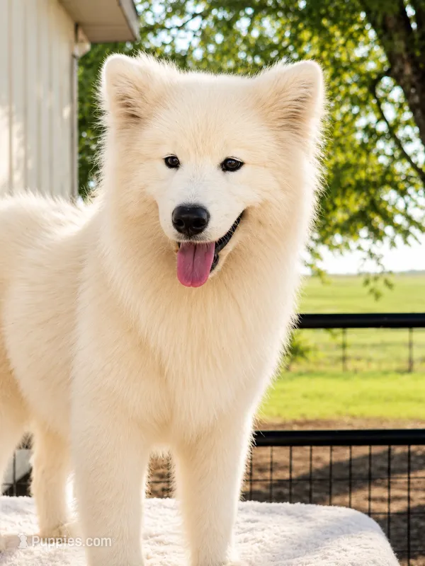 Zimba – Samoyed puppy for sale in Itasca, TX