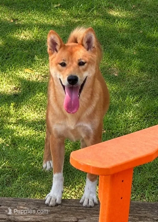 Tachi – Shiba Inu puppy for sale in Itasca, TX