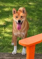 Tachi, a male Shiba Inu for sale in Itasca, TX – 1 of 1