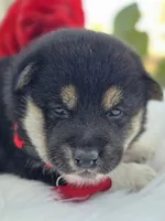 Sake, a female Shiba Inu for sale in Itasca, TX – Photo 6 of 6