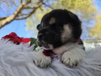 Sake, a female Shiba Inu for sale in Itasca, TX – Photo 2 of 6