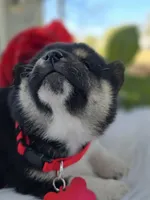 Sake, a female Shiba Inu for sale in Itasca, TX – Photo 4 of 6