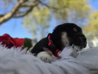 Sake, a female Shiba Inu for sale in Itasca, TX – Photo 5 of 6