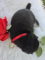 Sake, a female Shiba Inu for sale in Itasca, TX – Photo 3 of 6