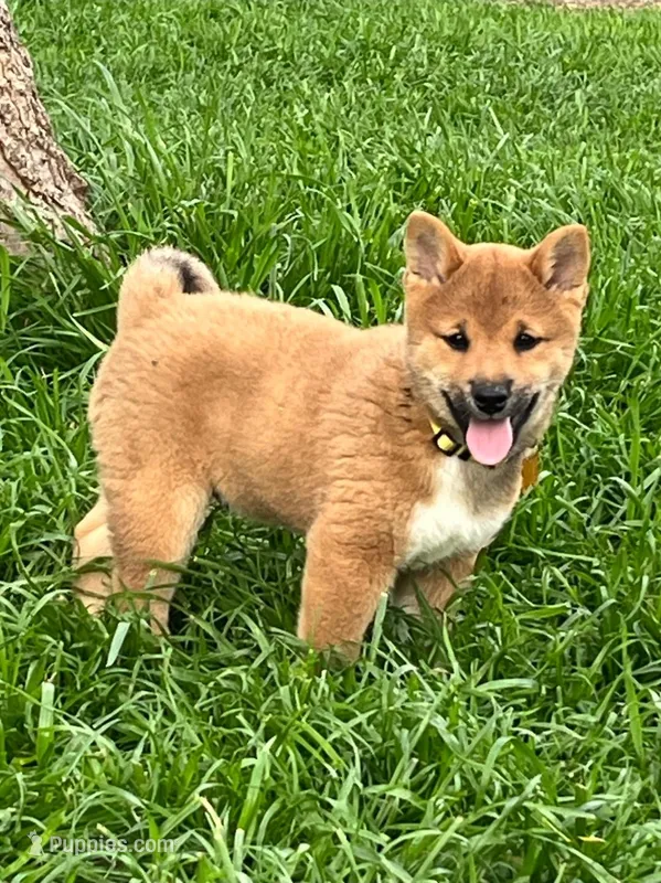 Kokeshi – Shiba Inu puppy for sale in Itasca, TX