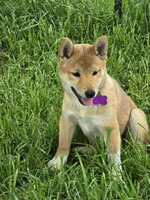Hoshi, a male Shiba Inu for sale in Itasca, TX – Photo 1 of 5