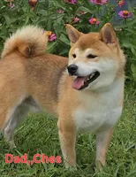 Hoshi, a male Shiba Inu for sale in Itasca, TX – Photo 3 of 5