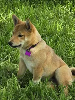 Hoshi, a male Shiba Inu for sale in Itasca, TX – Photo 2 of 5