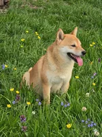 Hoshi, a male Shiba Inu for sale in Itasca, TX – Photo 4 of 5