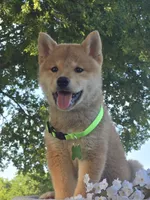Bello, a male Shiba Inu for sale in Itasca, TX – 2 of 4