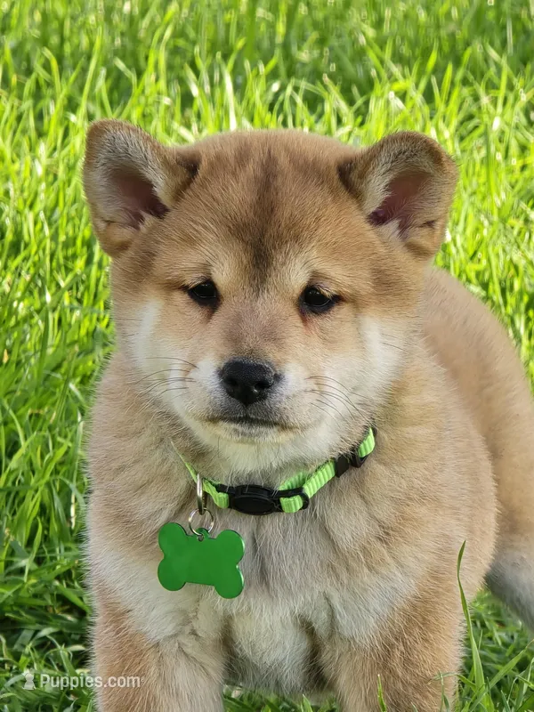 Kenji – Shiba Inu puppy for sale in Itasca, TX