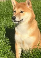 Nova, a female Shiba Inu for sale in Itasca, TX – 5 of 6