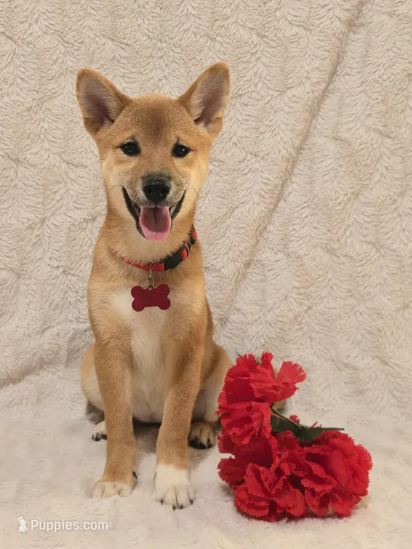 Siria – Shiba Inu puppy for sale in Itasca, TX