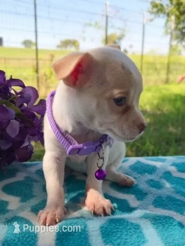 Nina – Chihuahua puppy for sale in Itasca, TX