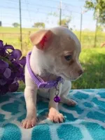 Nina, a female Chihuahua for sale in Itasca, TX – 1 of 1