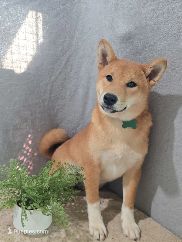 Tachi – Shiba Inu puppy for sale in Itasca, TX