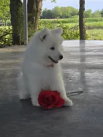 Boris, a male Samoyed for sale in Itasca, TX – 2 of 3