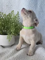 Coco, a male Chihuahua for sale in Itasca, TX – Photo 2 of 3