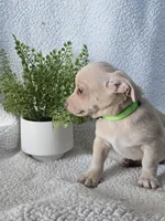 Coco, a male Chihuahua for sale in Itasca, TX – Photo 3 of 3