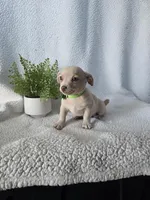 Coco, a male Chihuahua for sale in Itasca, TX – Photo 1 of 3