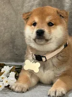 Dexter, a male Shiba Inu for sale in Itasca, TX – Photo 2 of 4