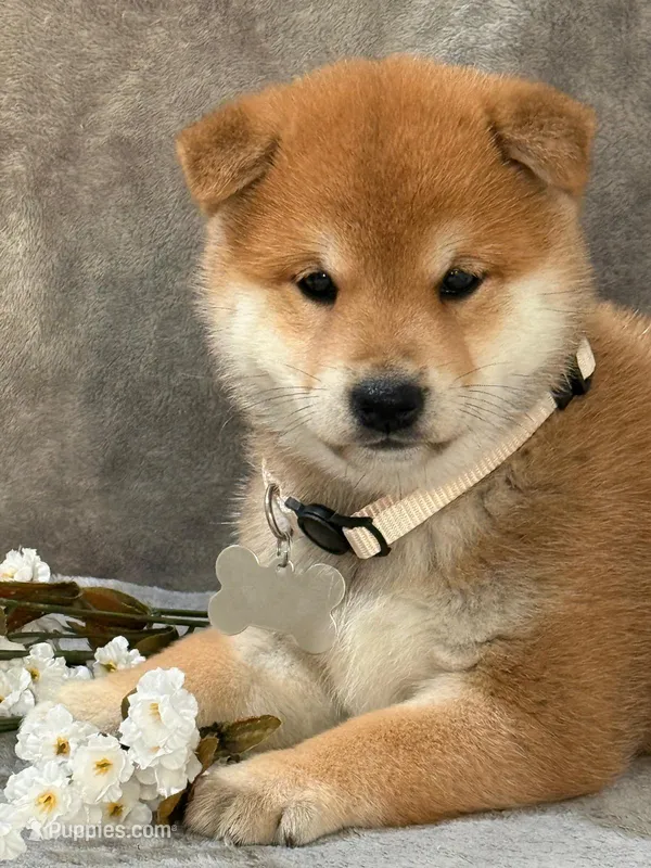 Dexter – Shiba Inu puppy for sale in Itasca, TX