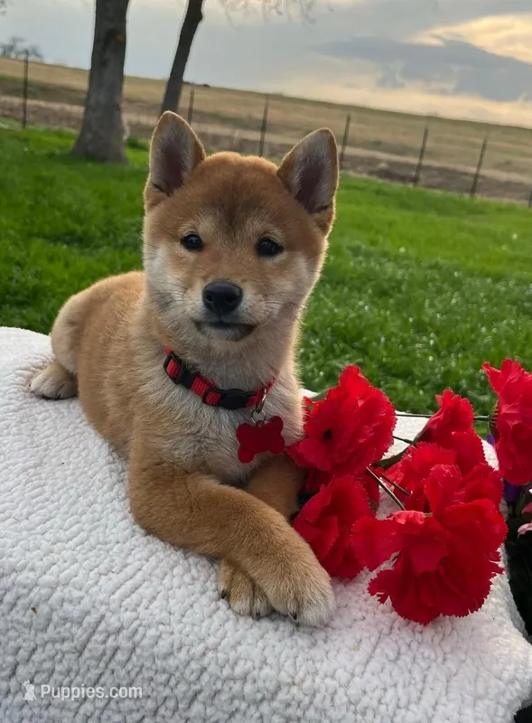 Dante – Shiba Inu puppy for sale in Itasca, TX