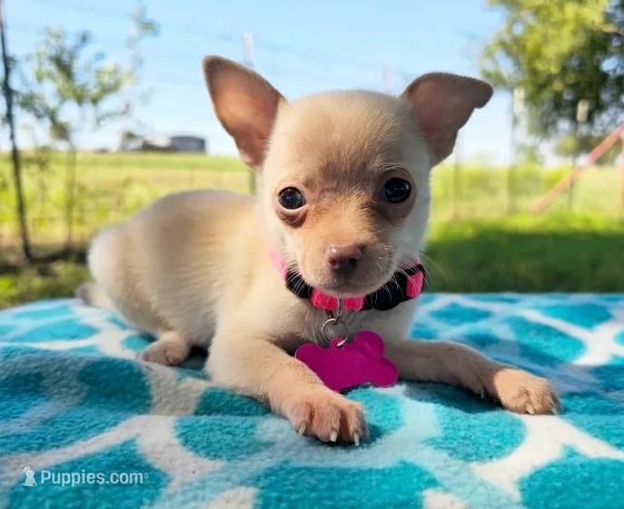 Lola – Chihuahua puppy for sale in Itasca, TX