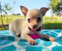 Lola, a female Chihuahua for sale in Itasca, TX – 1 of 1