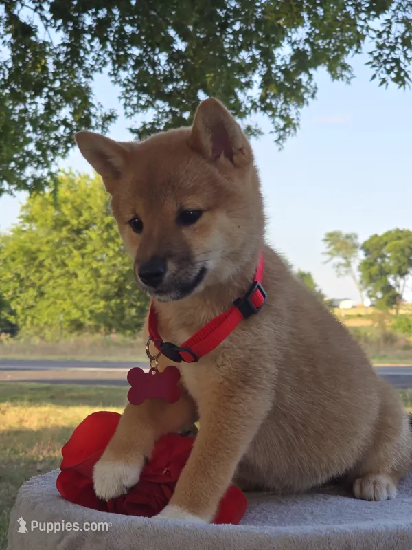 Zara – Shiba Inu puppy for sale in Itasca, TX