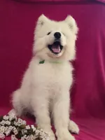 Alexy, a male Samoyed for sale in Itasca, TX – 3 of 4