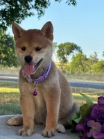 Nova, a female Shiba Inu for sale in Itasca, TX – 3 of 6