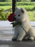 Boris, a male Samoyed for sale in Itasca, TX – 3 of 3