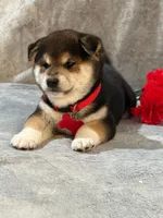 Max, a male Shiba Inu for sale in Itasca, TX – Photo 2 of 4