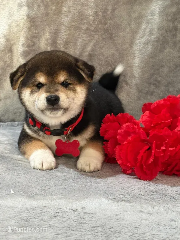 Max – Shiba Inu puppy for sale in Itasca, TX