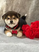 Max, a male Shiba Inu for sale in Itasca, TX – Photo 1 of 4