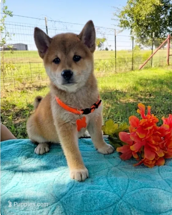 Mika – Shiba Inu puppy for sale in Itasca, TX