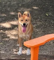 Tachi, a male Shiba Inu for sale in Itasca, TX – 1 of 1