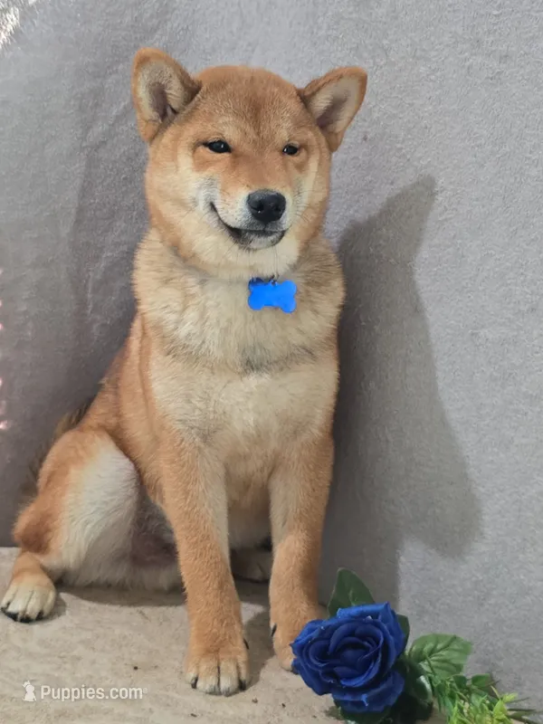 Kumi- AKC – Shiba Inu puppy for sale in Itasca, TX