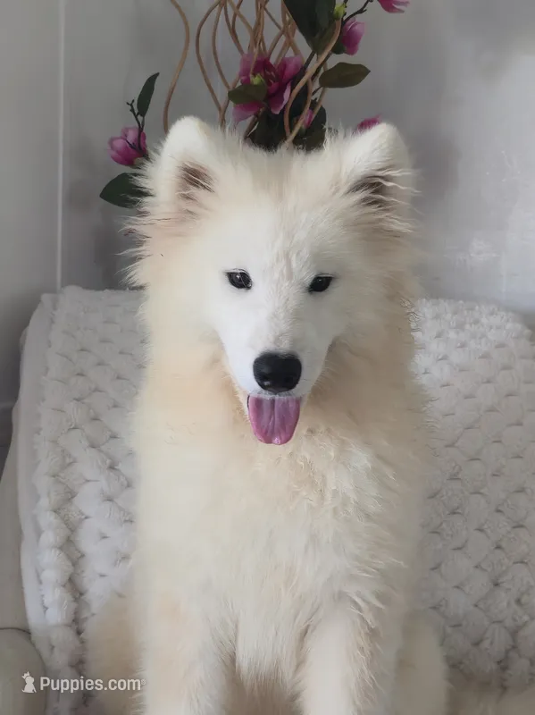 Sacha – Samoyed puppy for sale in Itasca, TX