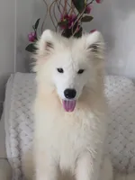 Sacha, a female Samoyed for sale in Itasca, TX – 1 of 2