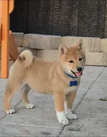 Tachi, a male Shiba Inu for sale in Itasca, TX – Photo 1 of 2