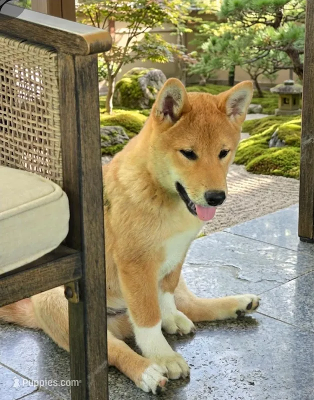 Tachi – Shiba Inu puppy for sale in Itasca, TX