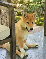 Tachi, a male Shiba Inu for sale in Itasca, TX – Photo 1 of 4