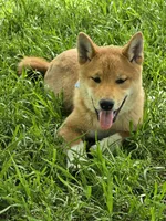 Tachi, a male Shiba Inu for sale in Itasca, TX – Photo 2 of 4